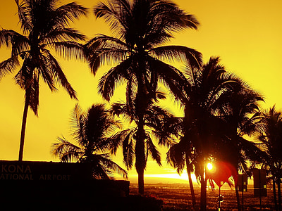 árboles de Palma, puesta de sol, tropical, al atardecer, siluetas, cielo, Océano