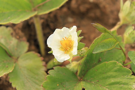 close-up, flowers, strawberry, white, plants, spring