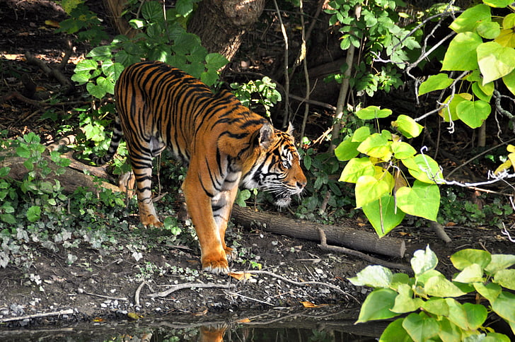 Tigre, Zoo, chat, Predator, animaux, dangereuses, Stripes