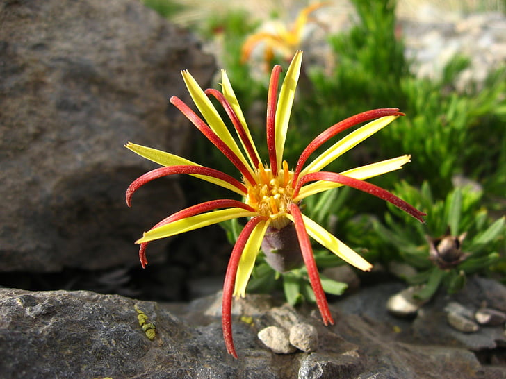 Wild flora, Native blomst, lircay, mutisia linearifolia, Carnation feltet