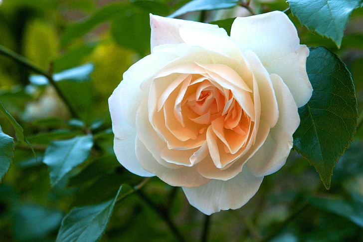 白いバラ, 愛, イエロー, 花, イギリス, 電源, ロマンス