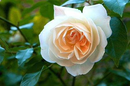 hvite Roses, kjærlighet, gul, blomst, England, strøm, romantikk