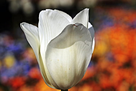 Tulipán, květ, květ, Bloom, Příroda, sluneční světlo, bílá
