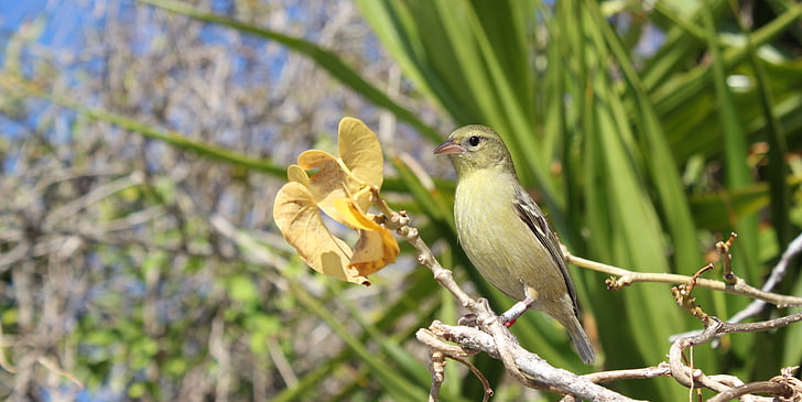 pták, zelená, Příroda, větev, Sparrow, listy, peří