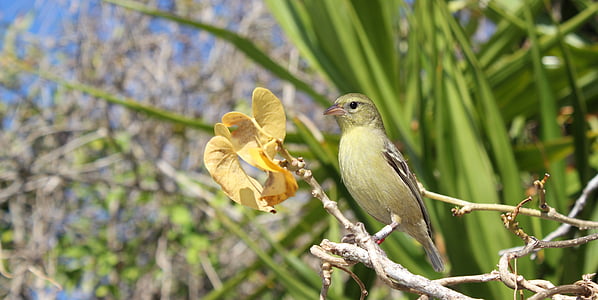 con chim, màu xanh lá cây, Thiên nhiên, chi nhánh, Sparrow, lá, lông
