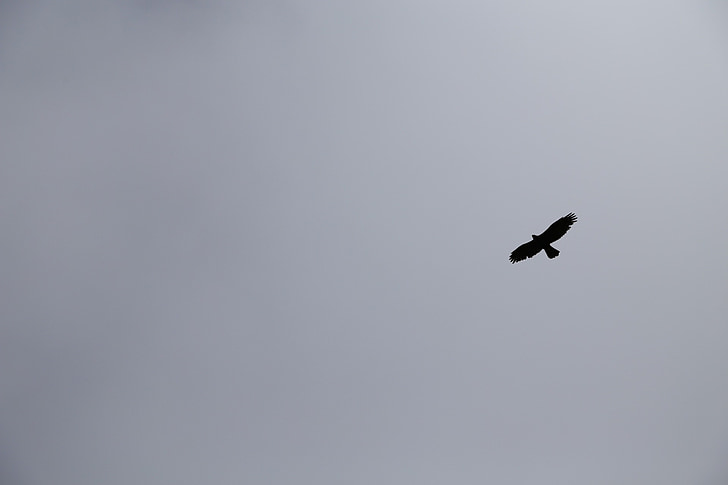 sky, eagle, black and white, wings, flight