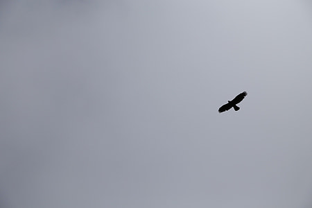 Sky, Eagle, čierna a biela, krídla, let