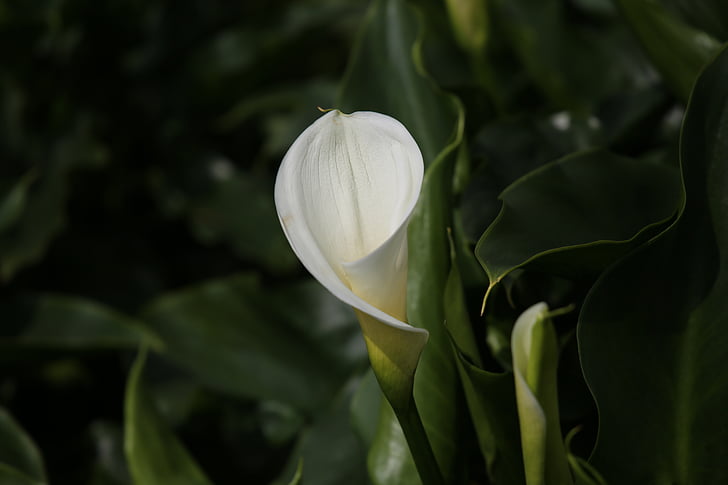 calla, flowers, bamboo lake, white color, green color, close-up, growth