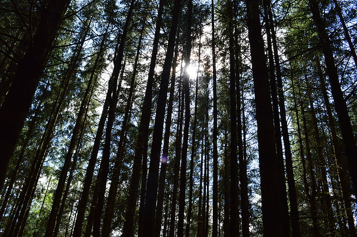 puud, päikesevalguse, atmosfääri, metsa