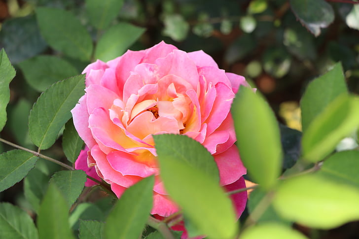 розова Китайска роза, цветя, природата, растителна