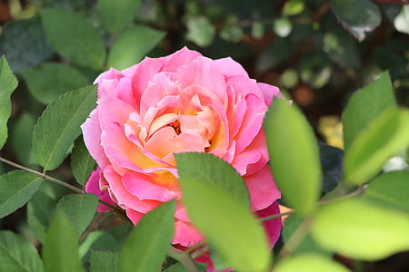 Розовая Роза Китай, Цветы, Природа, завод