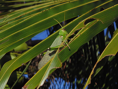 grasshopper, straw, coconut tree, nature, insect, animal, wildlife