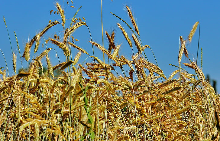 зърно, царевицата, поле, Селско стопанство, природата, зърнени култури, реколта
