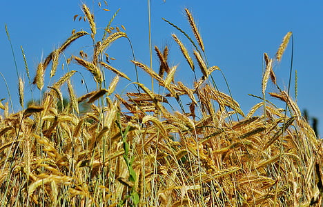 Grain, majsfält, fältet, jordbruk, naturen, spannmål, skörd