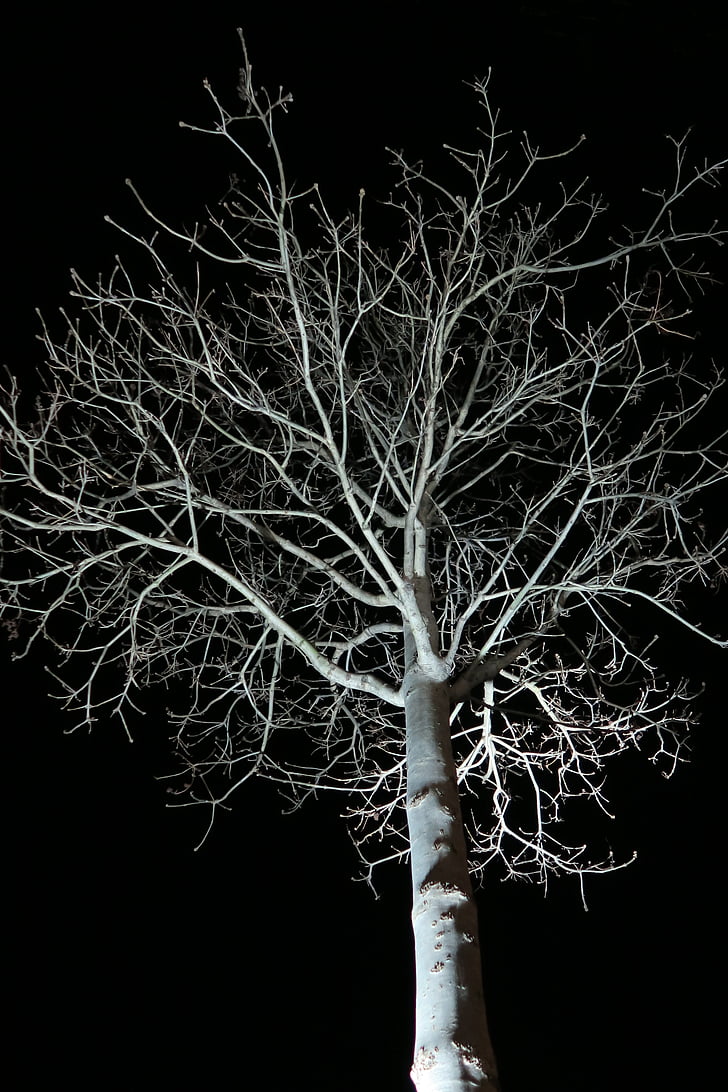 strom, noc, tmavé, estetické, tma
