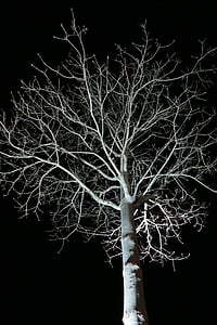 træ, nat, mørk, æstetiske, mørket