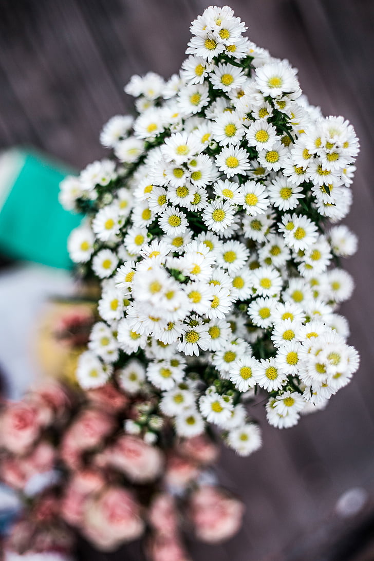 white, asters, bouquet, selective, focus, photography, flower