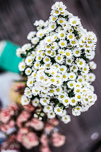 bílá, Astry, kytice, selektivní, zaměření, Fotografie, květ