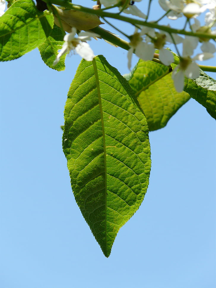 Azereiro comum, folhas, Prunus padus, verde, Black cherry, Prunus, árvore