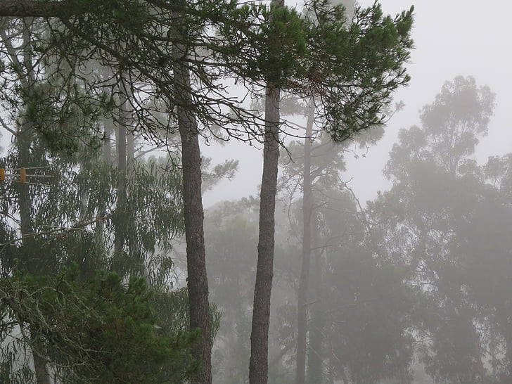 pine forest, fog, pine