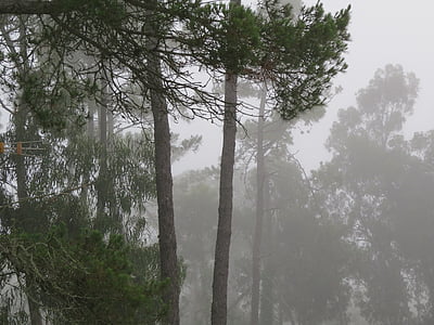 floresta de pinheiros, nevoeiro, Pinheiro
