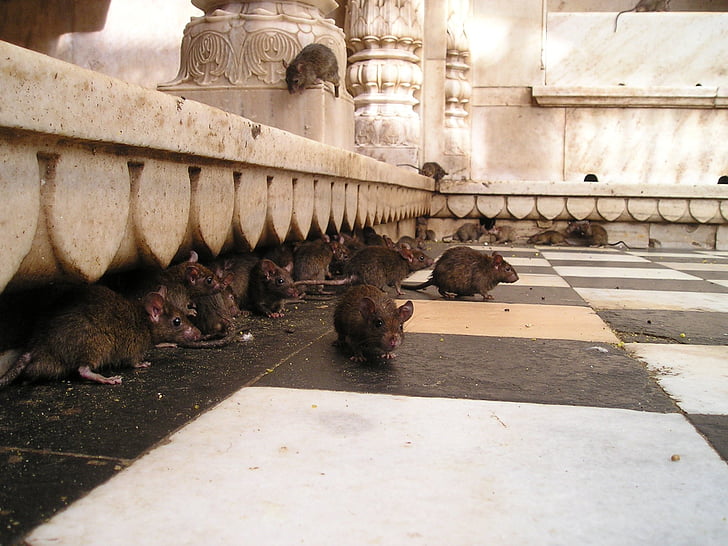 Hindistan, Rat tapınağı, fare, Kutsal