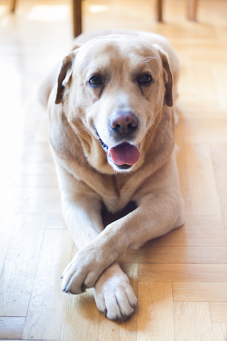 koer, PET, vana, Labrador, üles kasvanud, retriiver, kollane