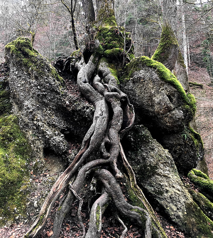 tree, root, nature, log, green, contour, rooted