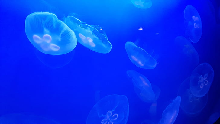 sứa, Thiên nhiên, hồ cá, màu xanh, bơi lội, đời sống biển, dưới nước
