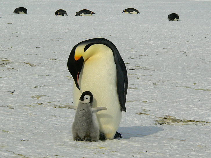 пингвини, император, Антарктика, живот, животни, Сладък, лед