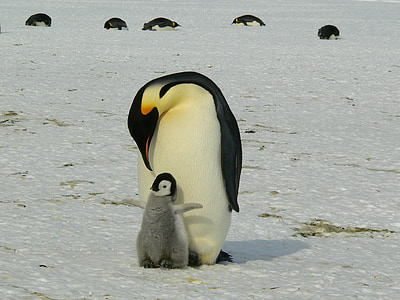 pingouins, empereur, Antarctique, vie, animaux, mignon, glace