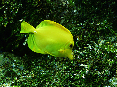 สีเหลือง segelflossendoktor, ปลา, zebrasoma flavescens, สีเหลือง segeldoktorfisch, surgeonfish, พิพิธภัณฑ์สัตว์น้ำ, ของเล่น