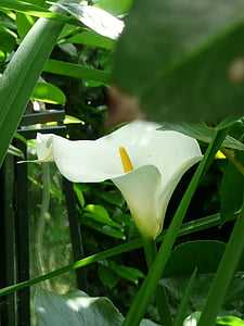 calla, flower, blossom, bloom, white, common calla, nature