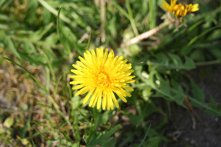 pissenlit, fleur jaune, Meadow