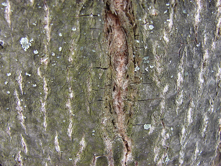tree, bark, wood, tree bark, trees, forest, nature