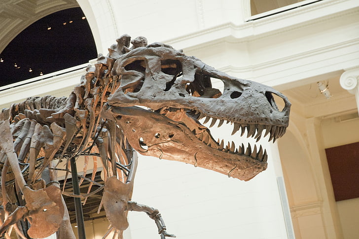 dinosaur, fossil, t-rex, sue, paleontological, architecture