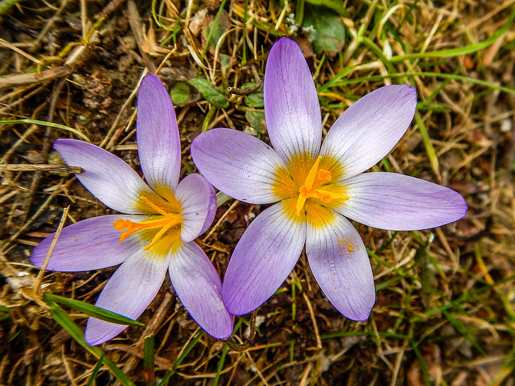 Crocus, fleur, fermer, printemps