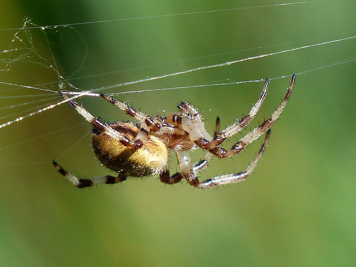 spider, arachnid, bottom, cobweb, oakleaf orb weavers, oakleaf kreuzspinne, aculepeira ceropegia