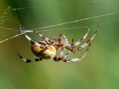 αράχνη, αραχνοειδές έντομο, κάτω μέρος, ιστός αράχνης, Υφαντές σφαίρα oakleaf, oakleaf kreuzspinne, aculepeira ceropegia