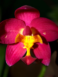 Orquídea, flor, brillante, violeta, flora, crecimiento, decoración