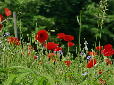 fleurs, coquelicot, Meadow, rouge, coquelicot rouge, Blossom, Bloom