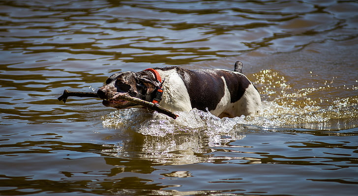 dog, swimming, lake, water, animal, swim, outdoor