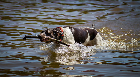 cão, natação, Lago, água, animal, nadar, ao ar livre