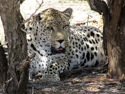 Namibie, levhart, kočka divoká, Afrika, Safari, zvíře, obavy