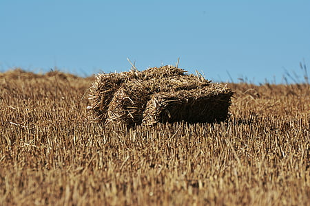 straw bales, straw, stubble, field, agriculture, sky, straw box