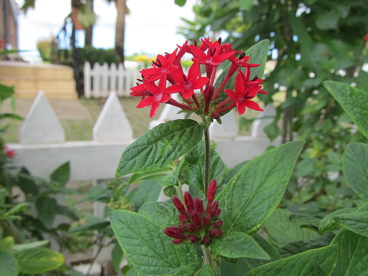 bunga, bunga merah, alam, Blossom, liar