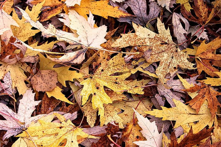 høstfarger, blader, fallet løvverk, skog, fall farge, høsten blader