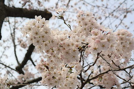 flower, spring, tree