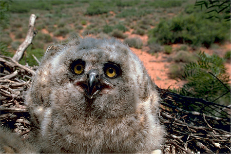 owl, great horned, baby, young, nest, beak, predator