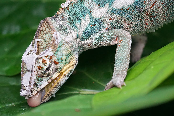 chameleon, panther chameleon, reptile, drink, drop of water, animals